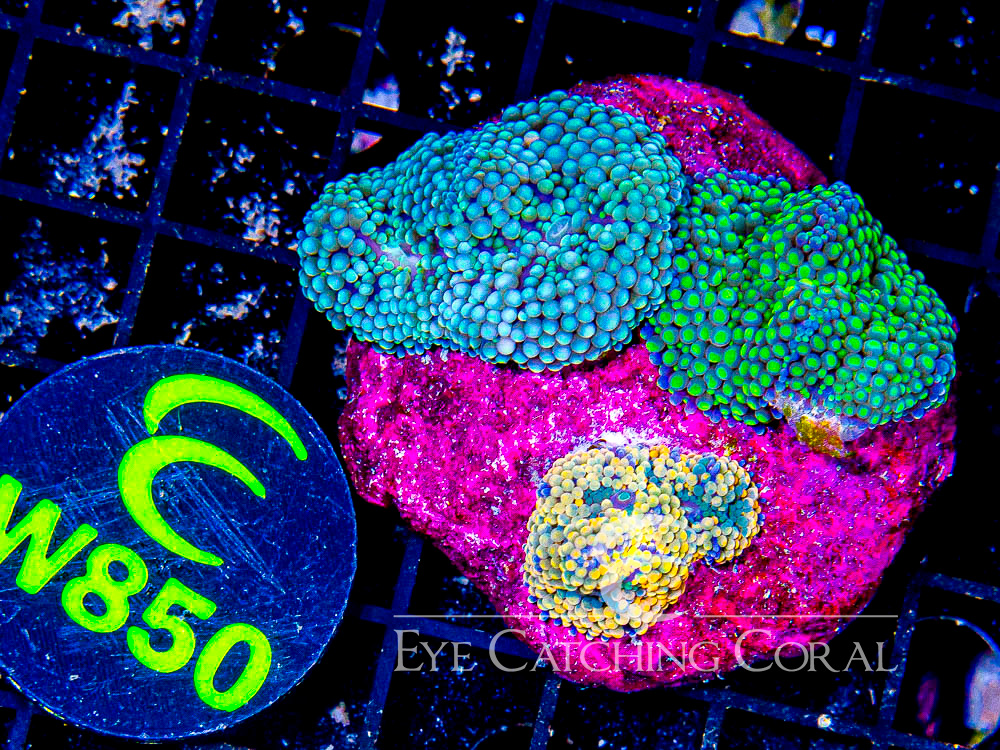 Florida Ricordea Colony (On 2-2.5