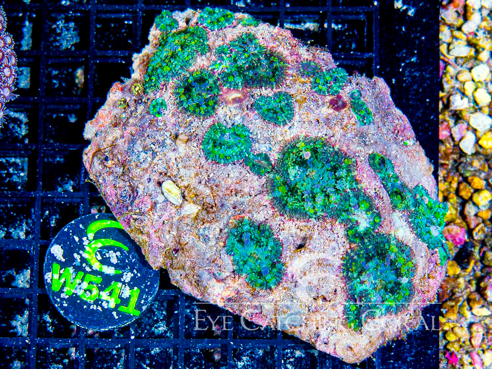 Indo Rhodactis Mushroom XL - Disc W541