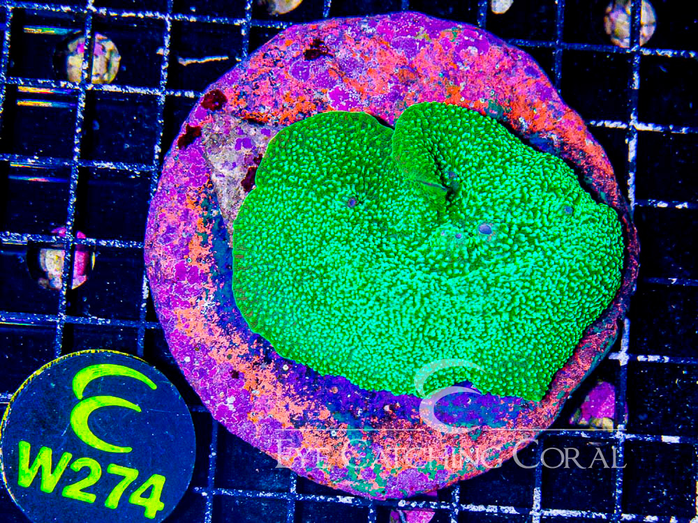 Indo Elephant Ear Mushroom Neon Green M - Disc W274