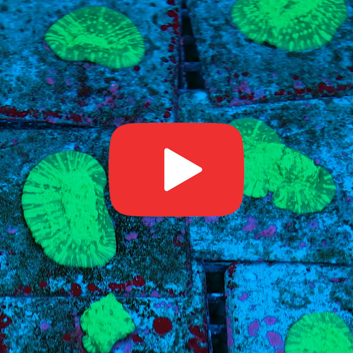 ECC Acid Shower Astreopora Frag
