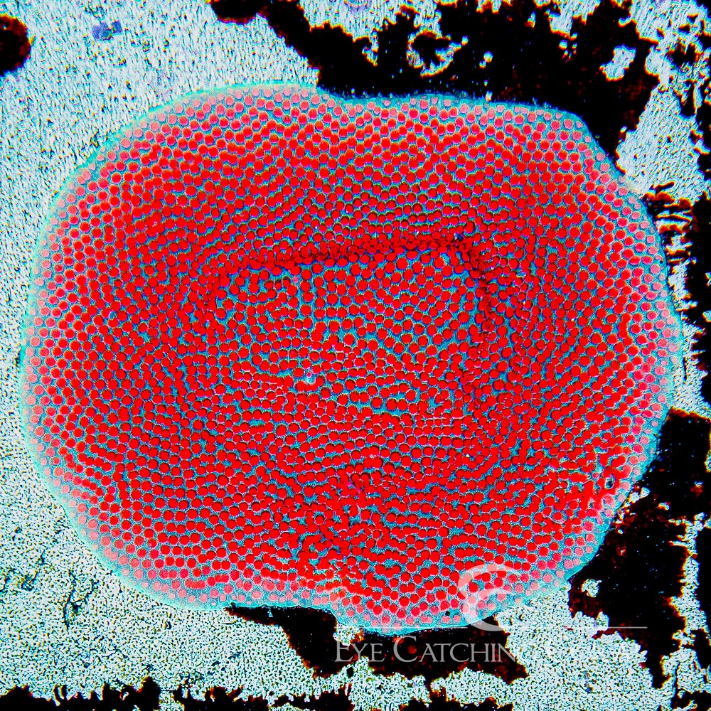 ECC Superman Porites Frag