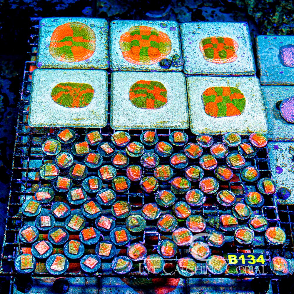 ECC Circuit Breaker Cyphastrea Frag