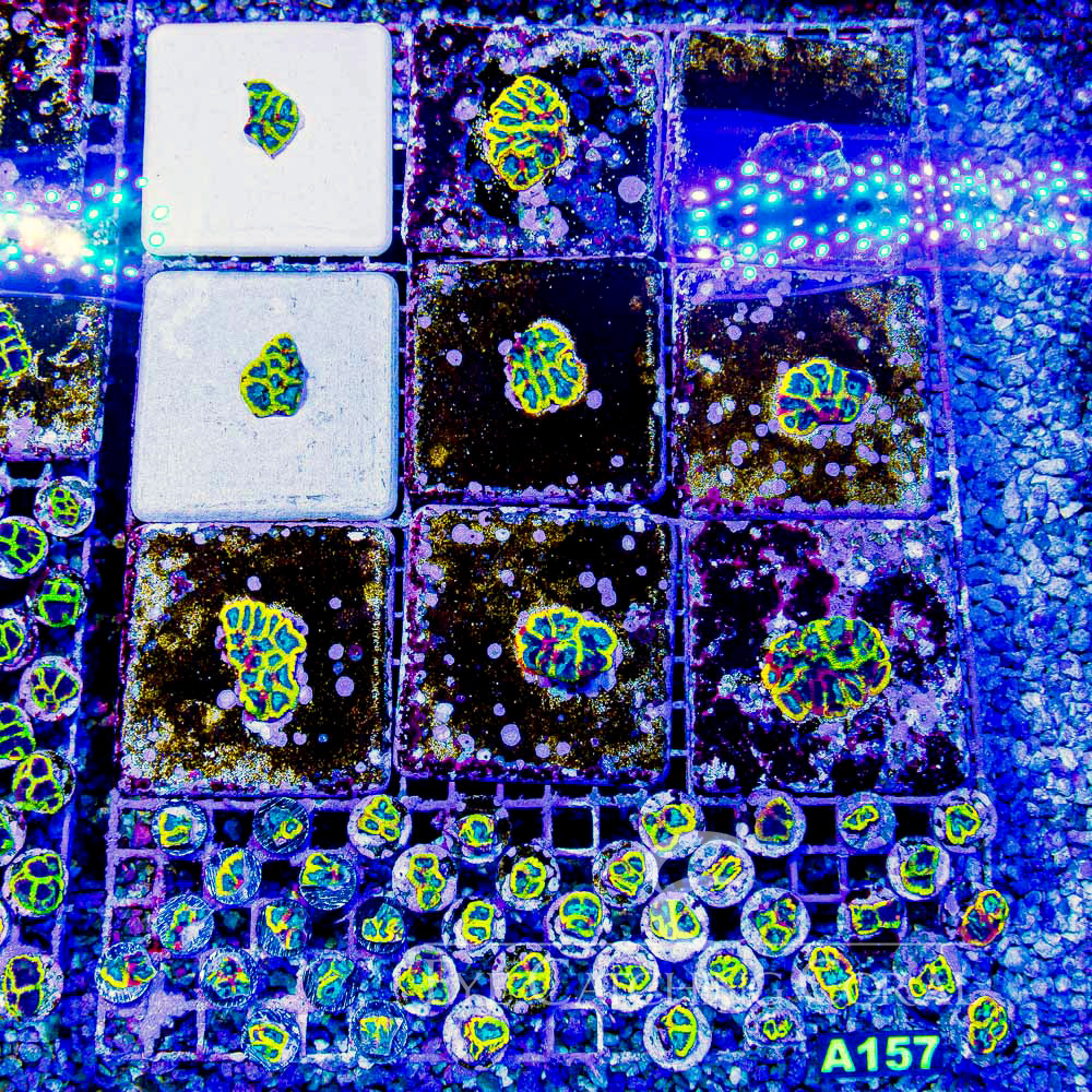 ECC Yellow Submarine Favia Frag