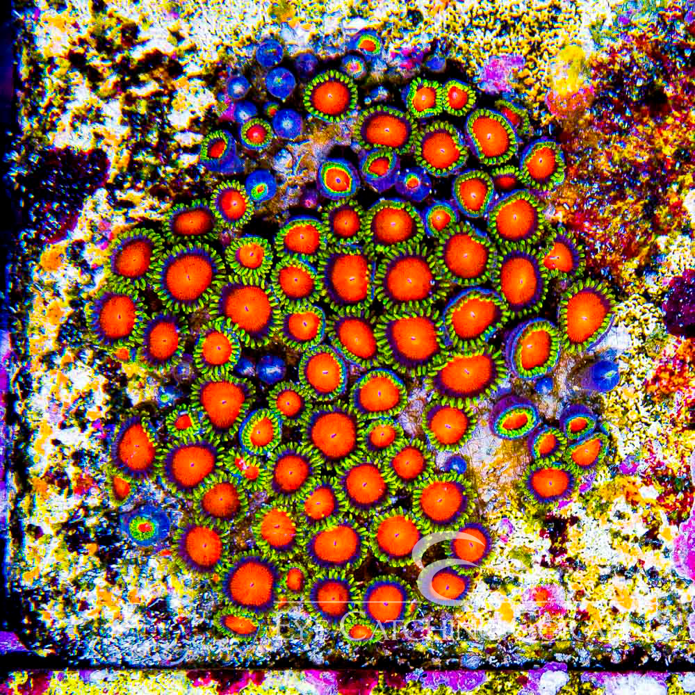 ECC Hyper Color Zoanthid Frag (4+ Polyp Average)