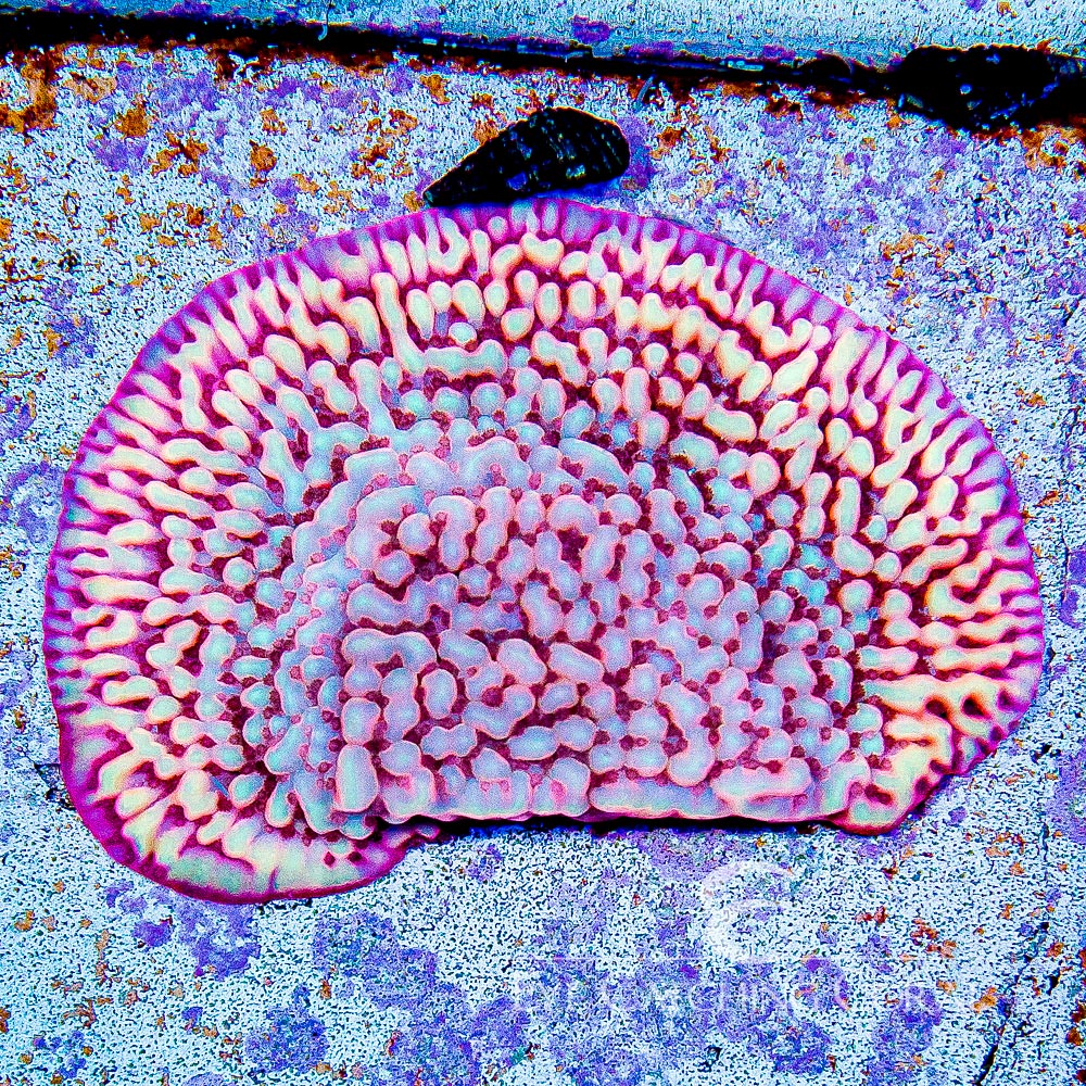 ECC Love Shack Montipora Frag