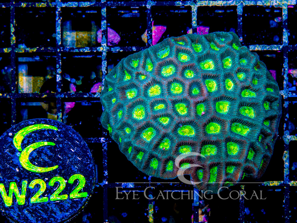Aussie Goniastrea Moon Favia West Coast S - Disc W222