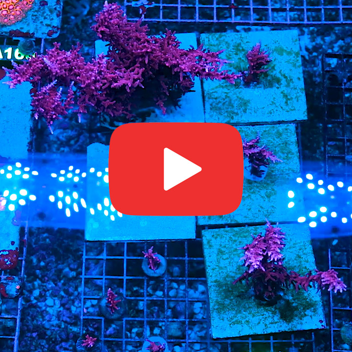 ECC Red Dragon Acropora Frag