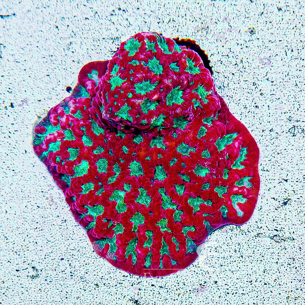 ECC Ectoplasm Favites Frag