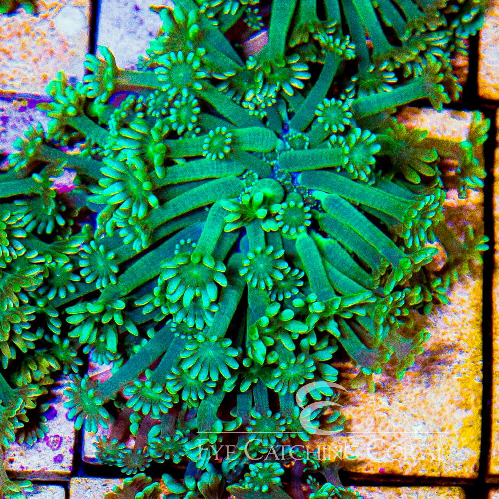 ECC Sun Kissed Alveopora Frag