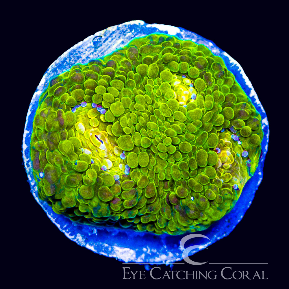 ECC Radiant Glow Chalice Frag