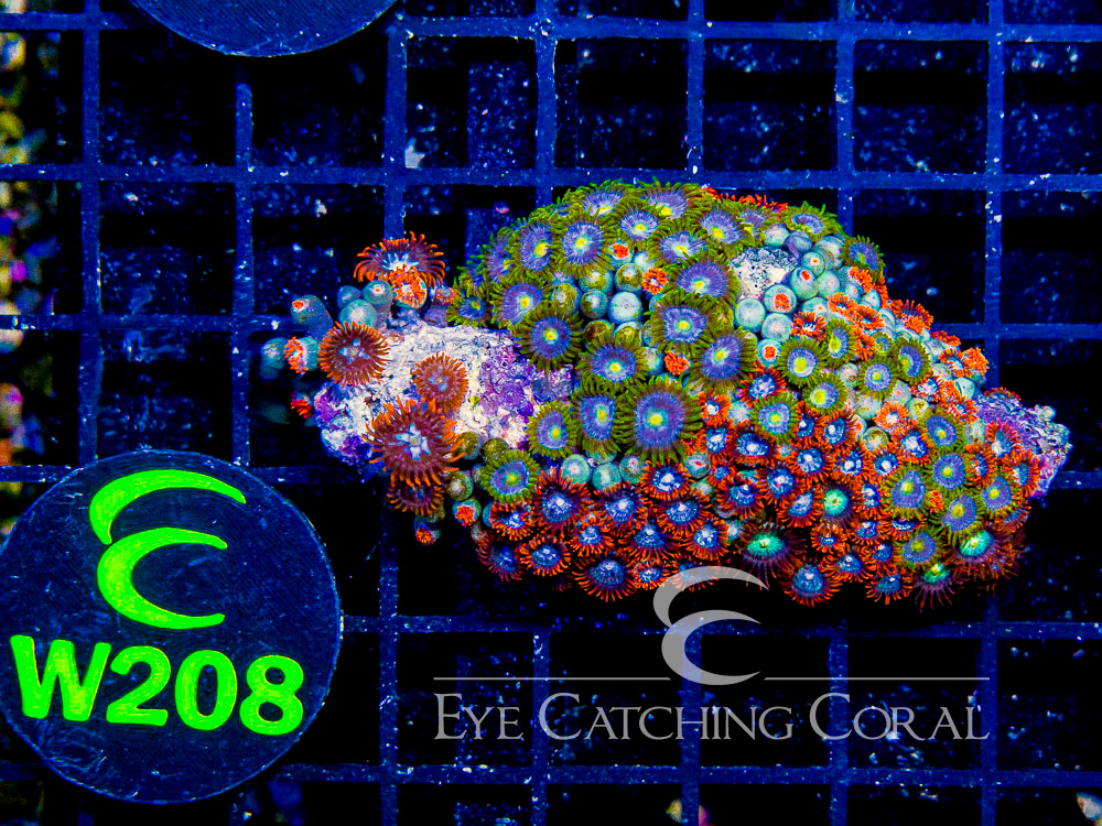 Indo Zoanthid Ultra (Sorted by Size & Color) Level 1 - Disc W208
