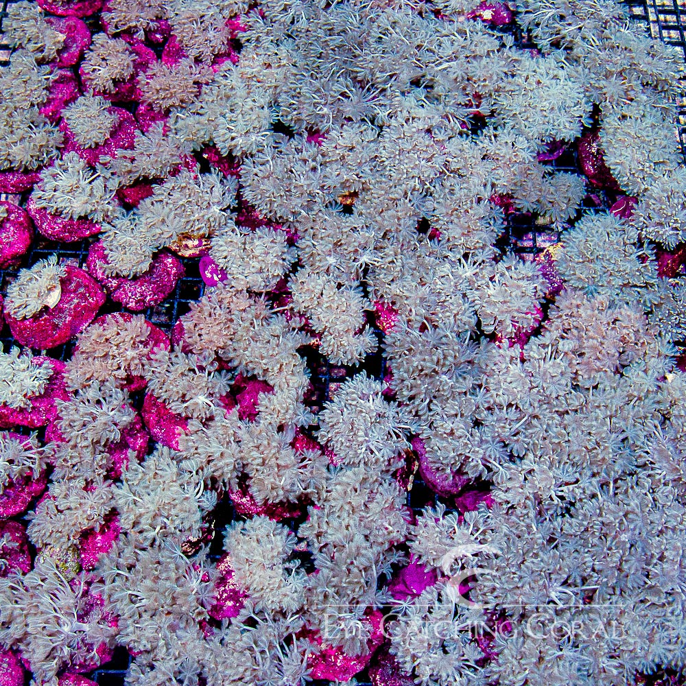 ECC Pulsing Xenia Mini Colony