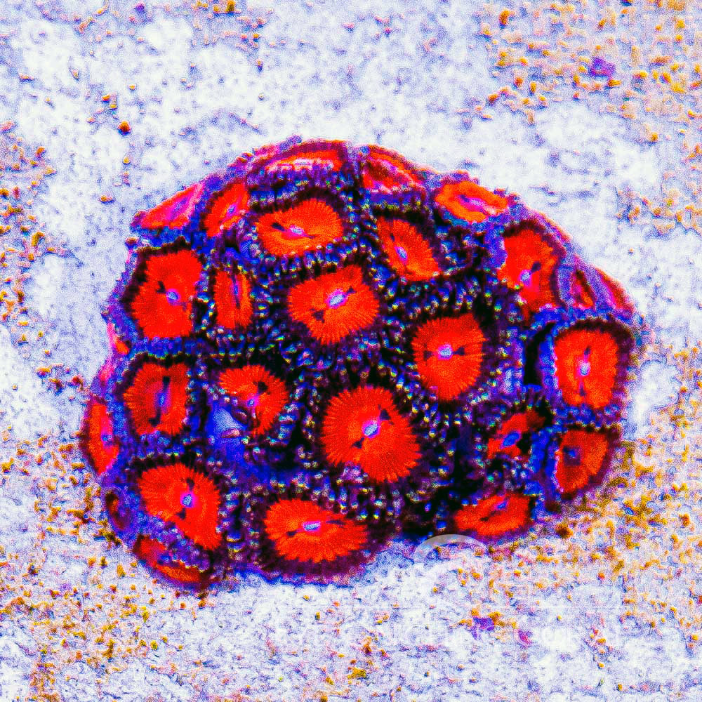 ECC Bow Tie Blaster Zoanthid Frag (2 Polyp Average)