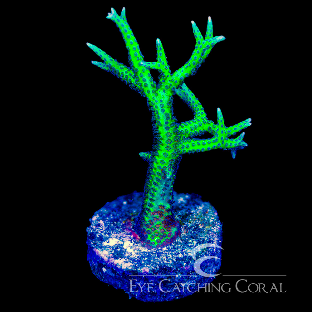 ECC Ponape Birdsnest Frag