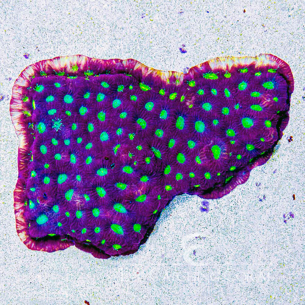 ECC Flame Crest Favia Frag