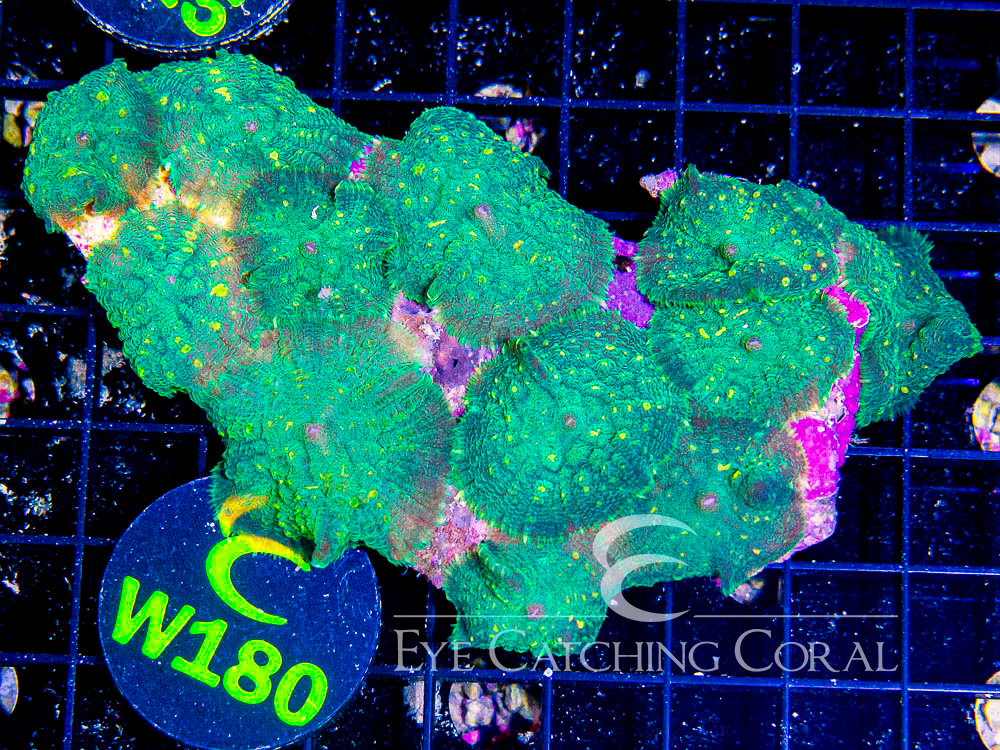 Indo Rhodactis Mushroom XL - Disc W180