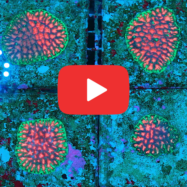 ECC Bejeweled Favites Frag