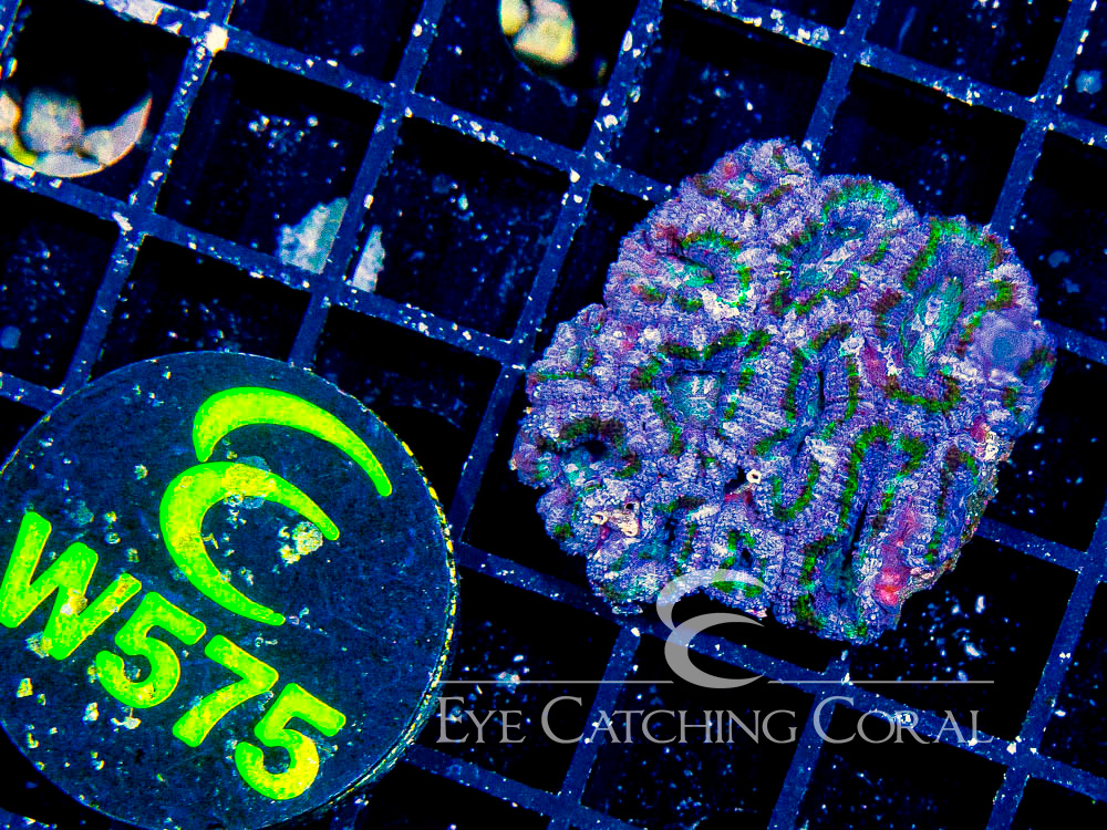 Aussie Acan Lord Neon Green XXS - Disc W575