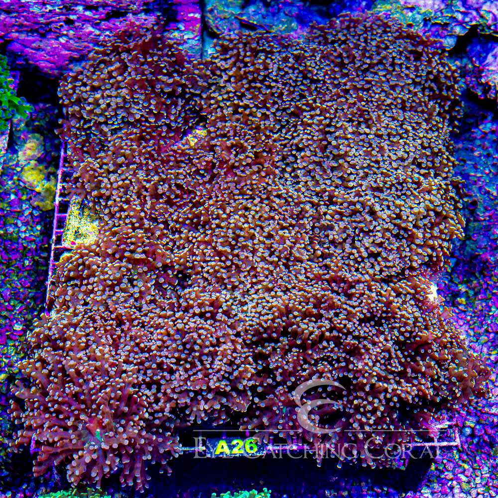 Exquisite Eye Catching Coral Moment in 4K Exquisite Eye Catching Coral Moment in 4K