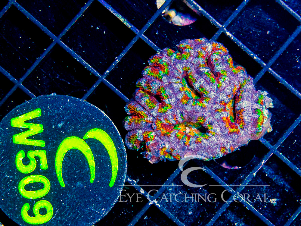 Aussie Acan Lord Rainbow or Super Ultra XXS - Disc W509