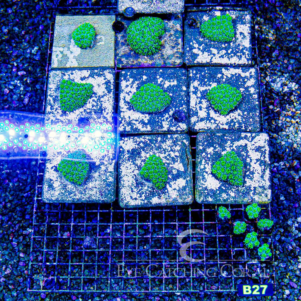 ECC Solstice Galaxea Frag