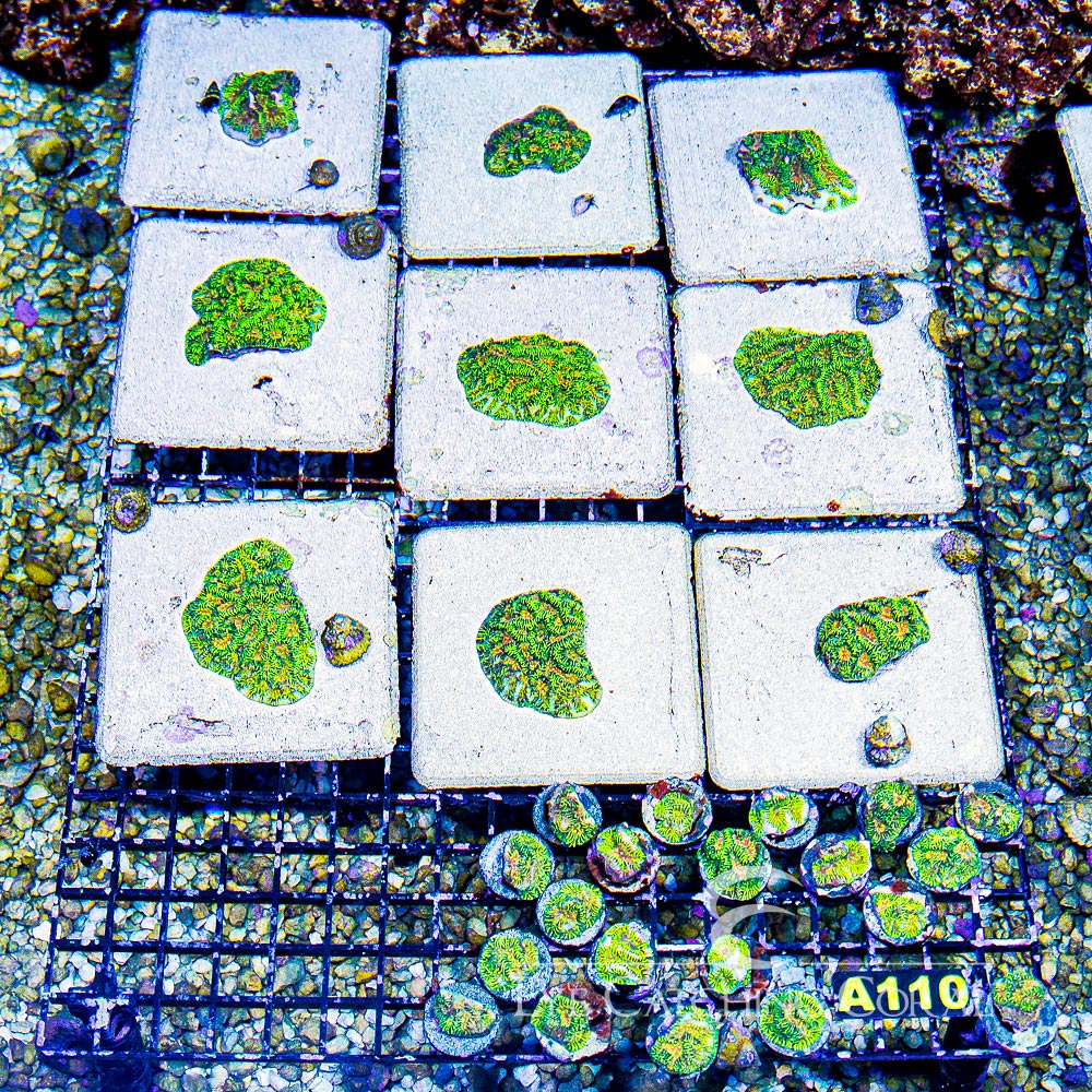 ECC Firewater Platygyra Frag