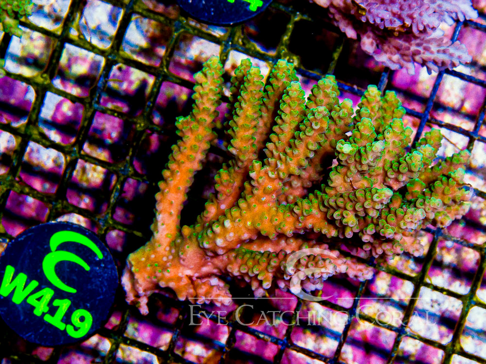Aussie Acropora - Priced by size and color  M - Disc W419