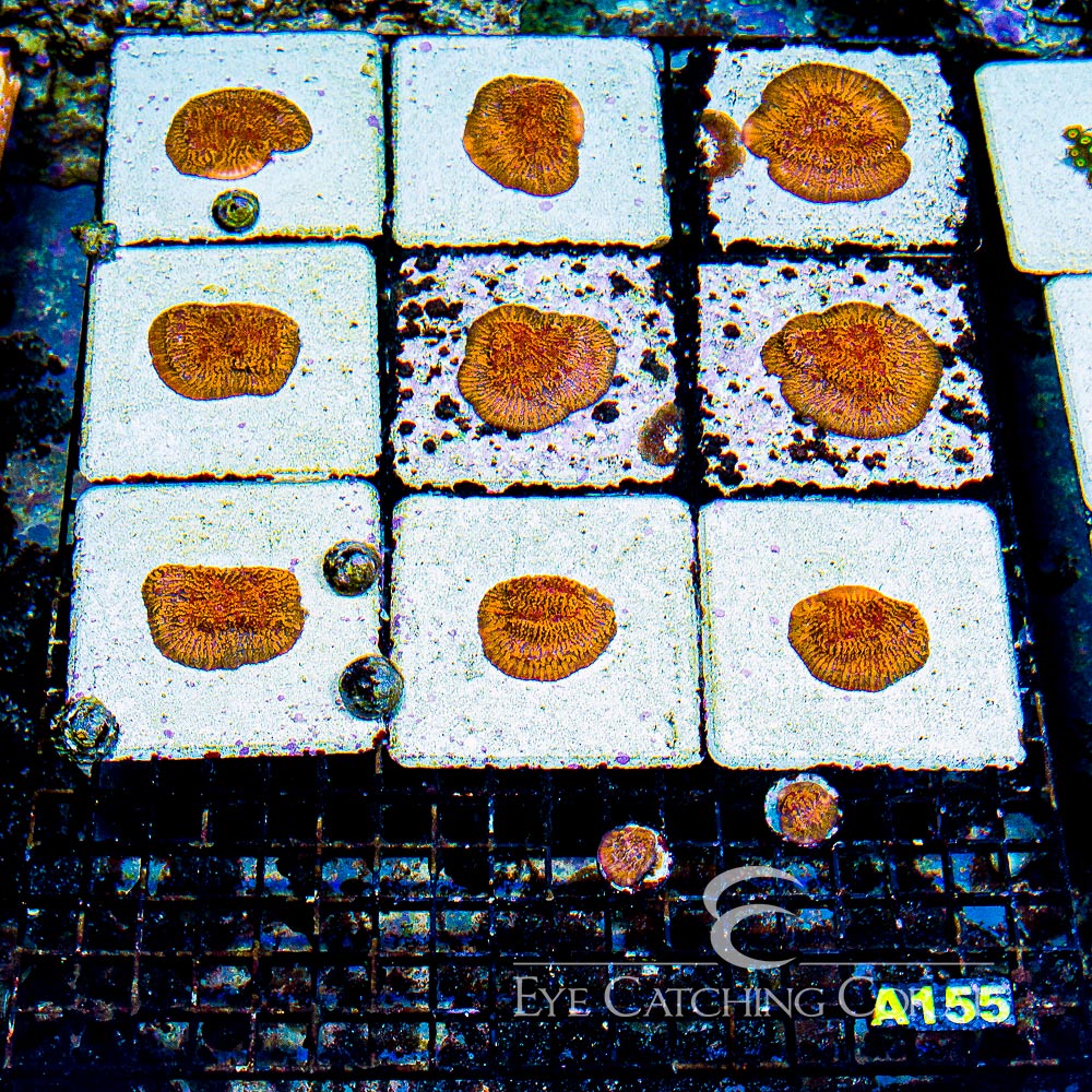 CC Cloudberries Chalice Frag