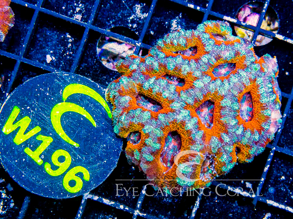 Aussie Acan Lord Rainbow or Super Ultra XS - Disc W196