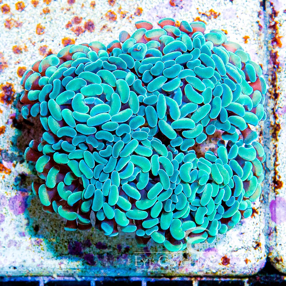 Aquacultured Frags Wholesale Coral Eye Catching Coral