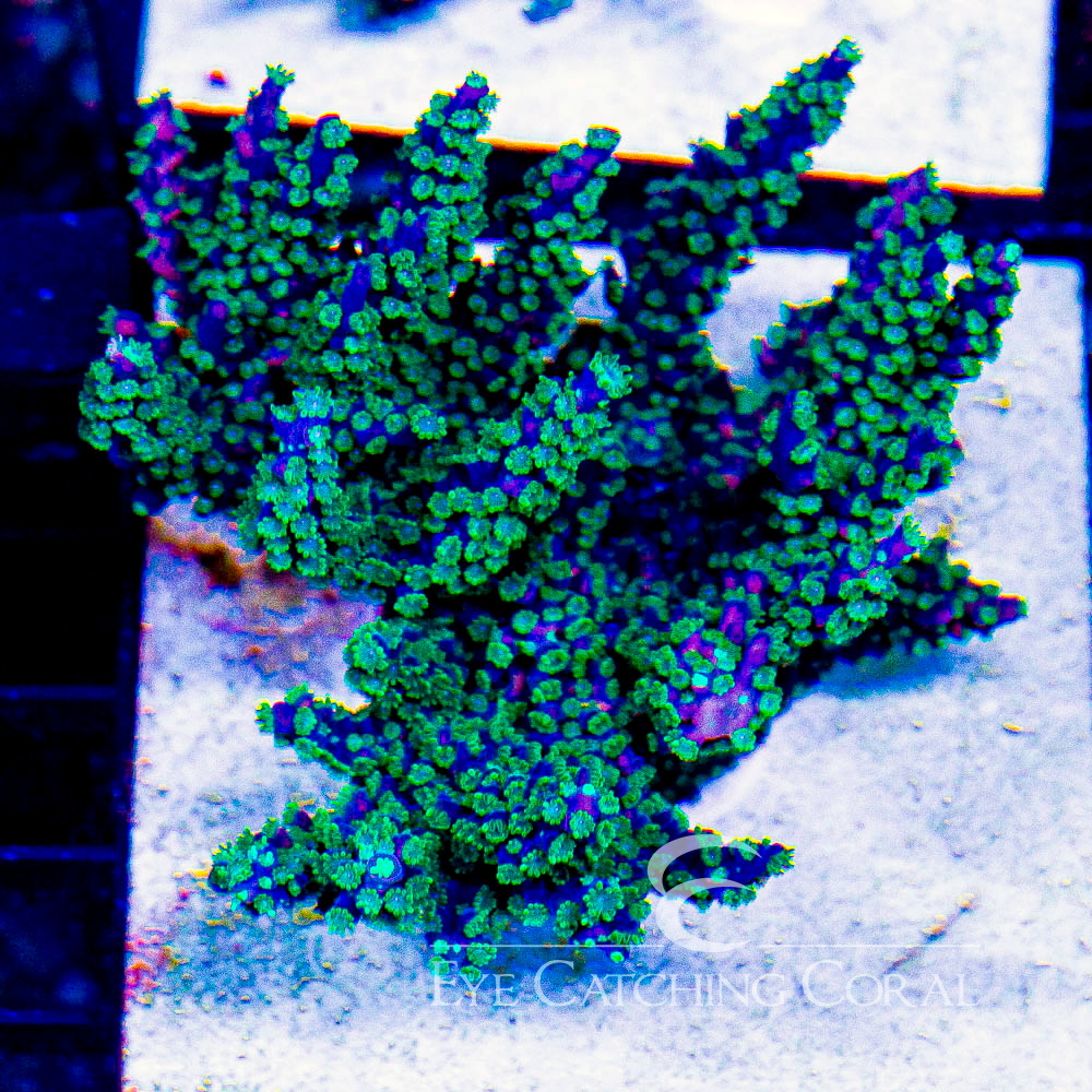 ECC Dark Knight Acropora Frag