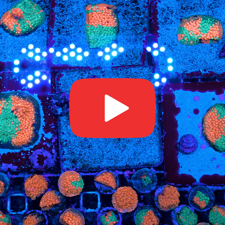 ECC Circuit Breaker Cyphastrea Frag