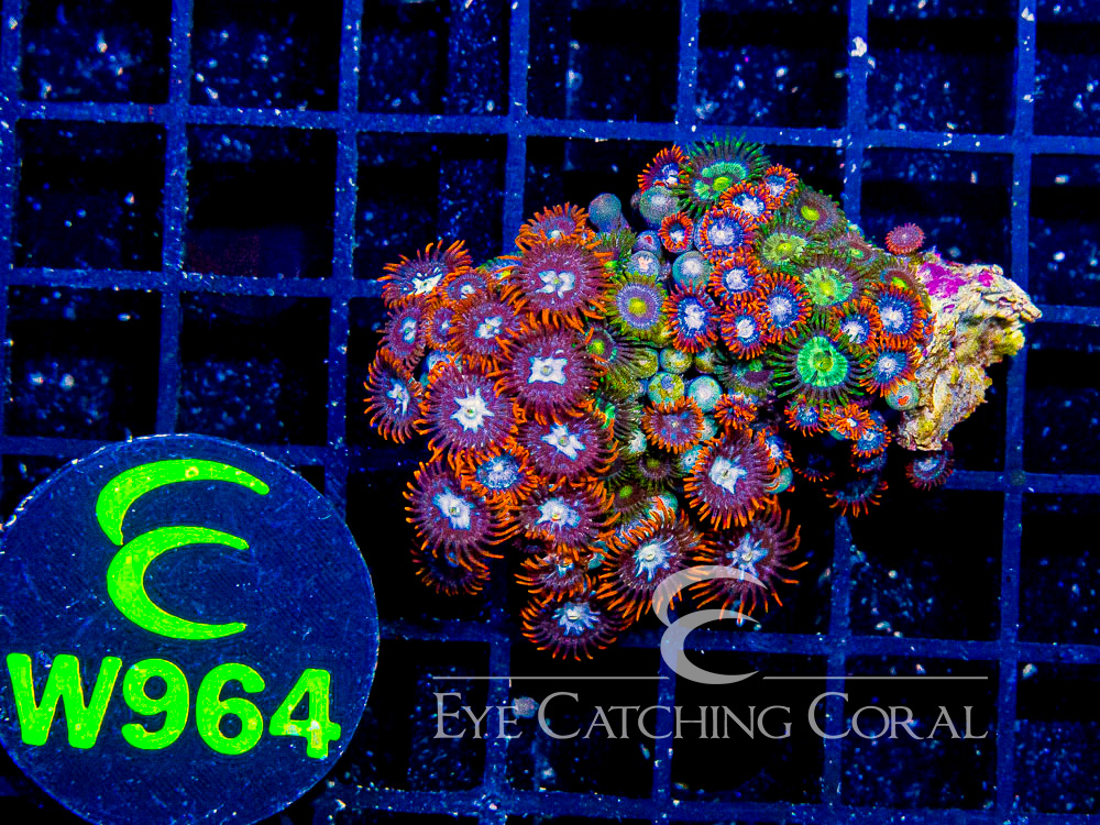 Indo Zoanthid Ultra (Sorted by Size & Color) Level 1 - Disc W964
