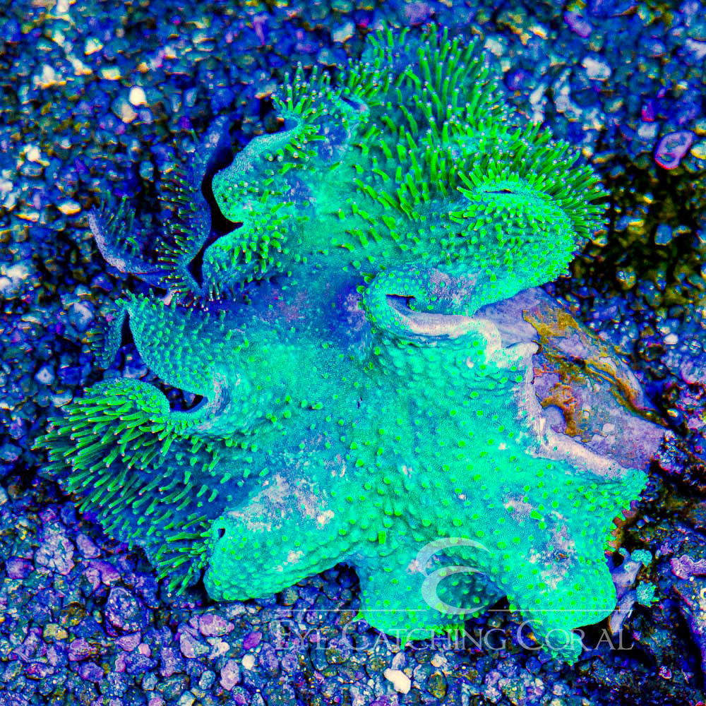 ECC Weeping Willow Toadstool Frag