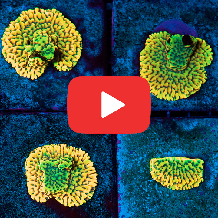 ECC Radiant Flame Montipora Frag