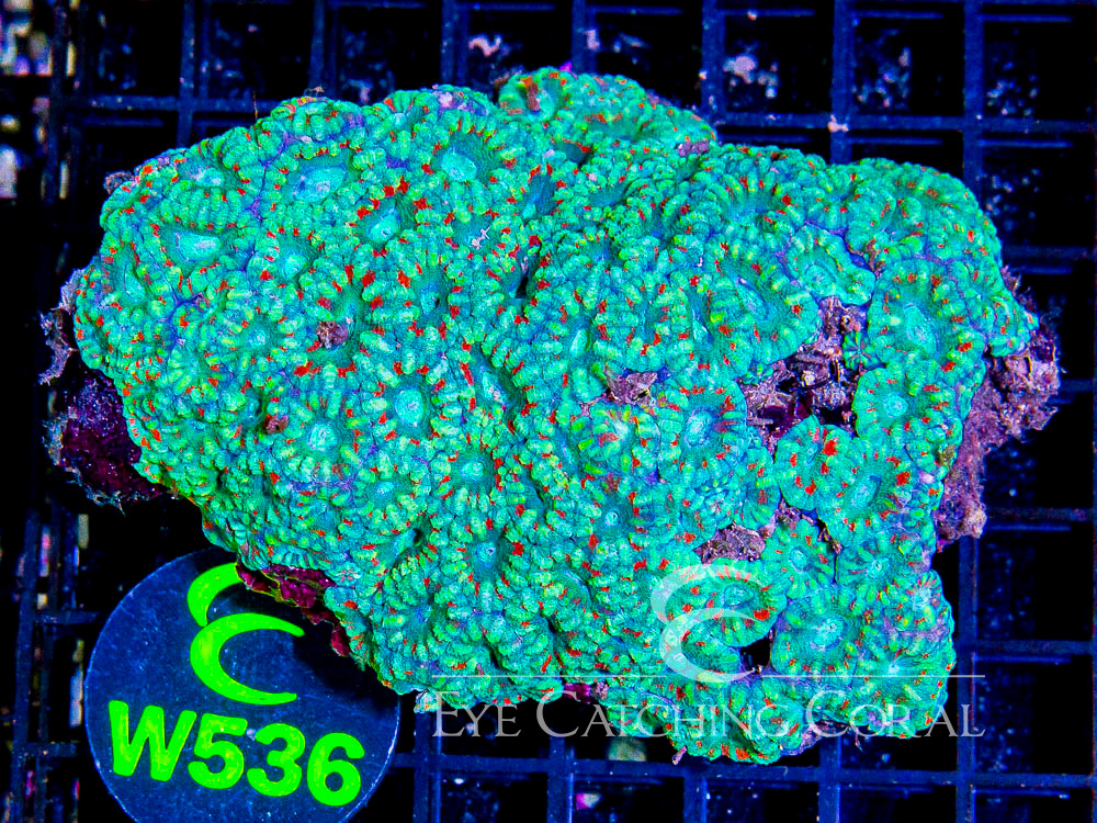 Indo Acan XL - Disc W536