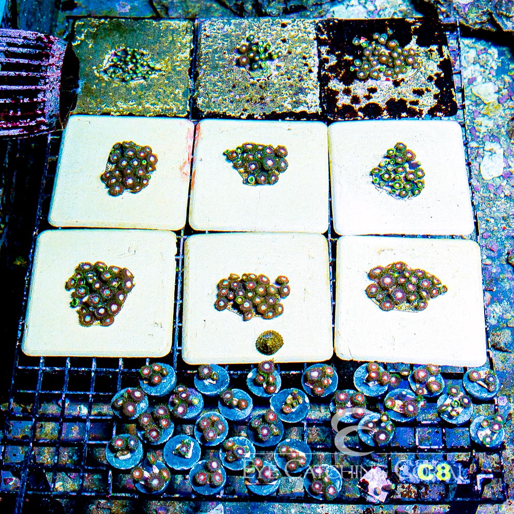 Tidal Gardens C-137 Zoanthid Frag (4+ Polyp Average)