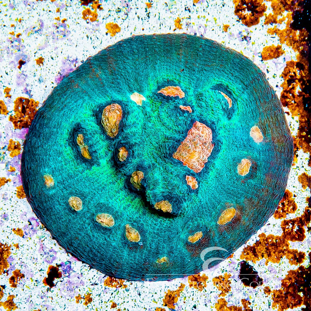 ECC Cobra Eye Chalice Frag