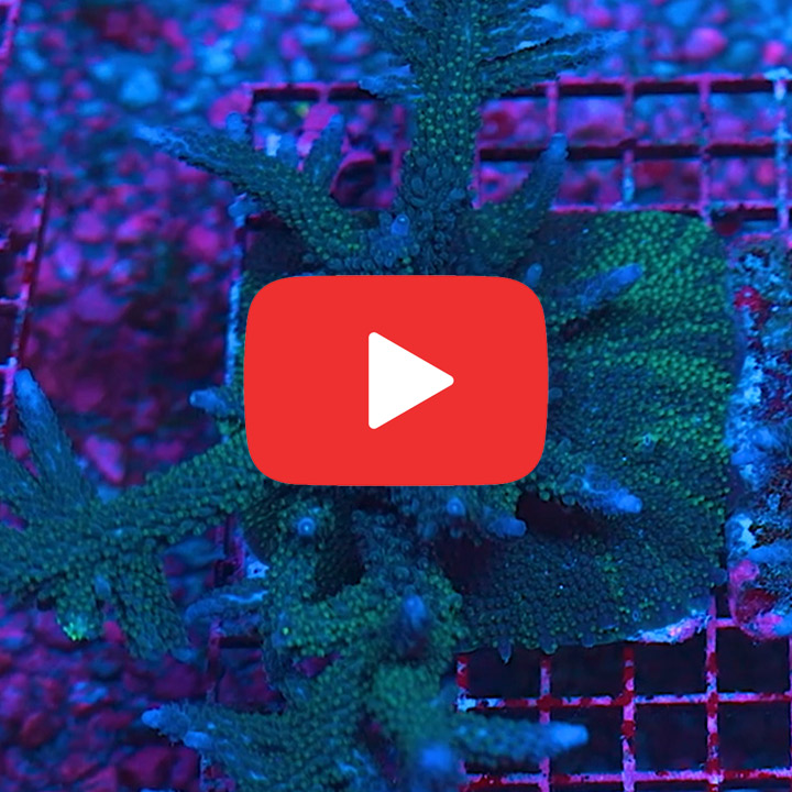 ECC Moon Walker Acropora Frag