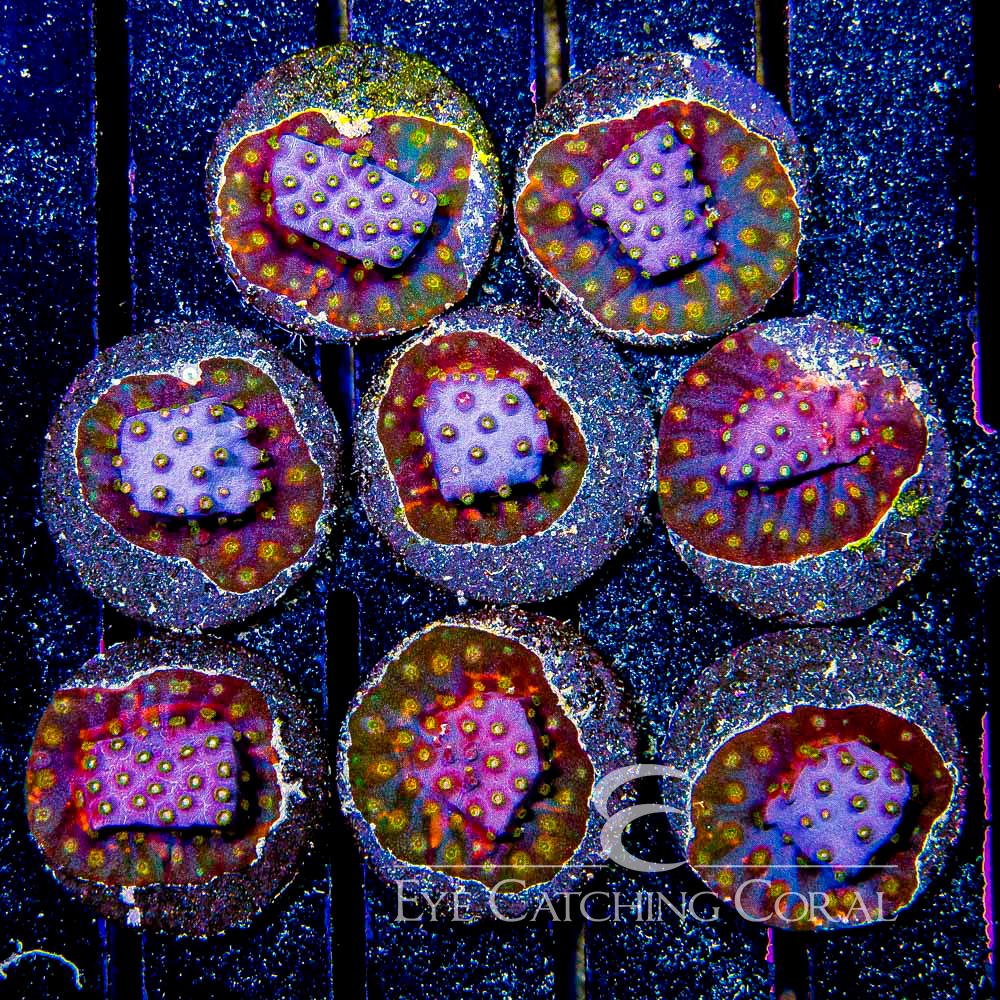 ECC Starlight Cyphastrea Frag