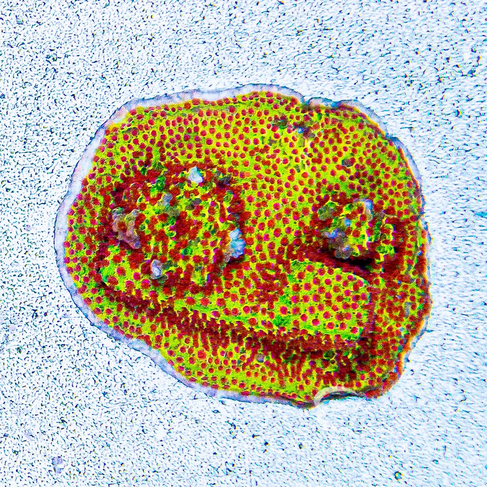 Jason Fox Burning Banana Stylocoeniella Frag