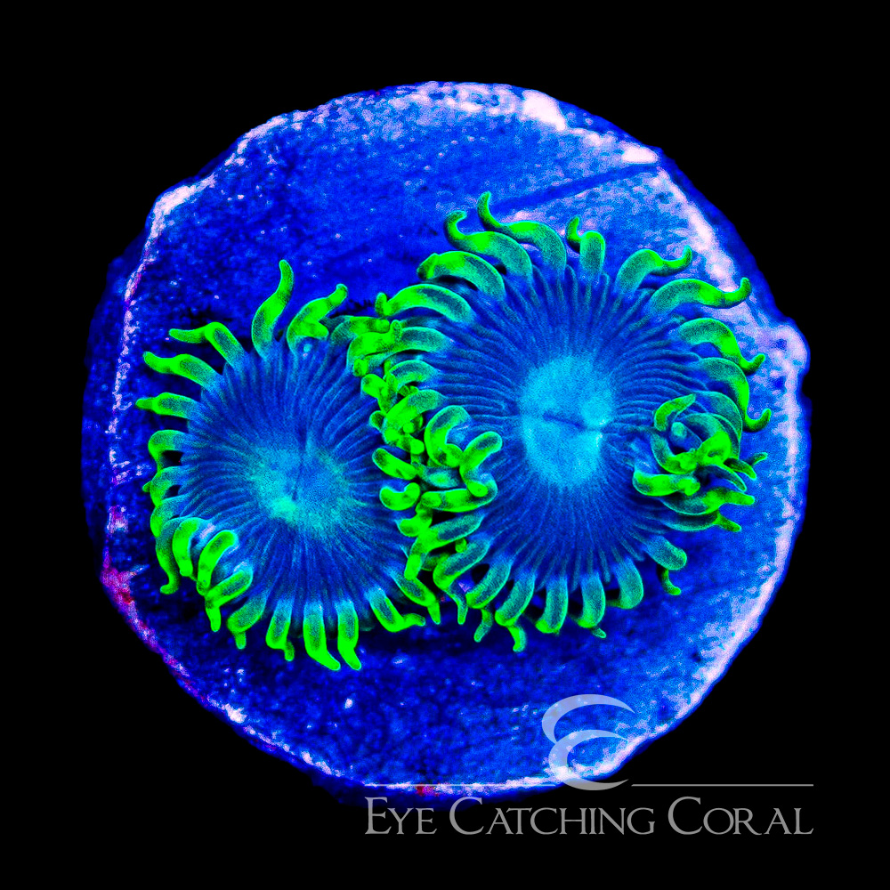 ECC Ice Breaker Zoanthid Frag