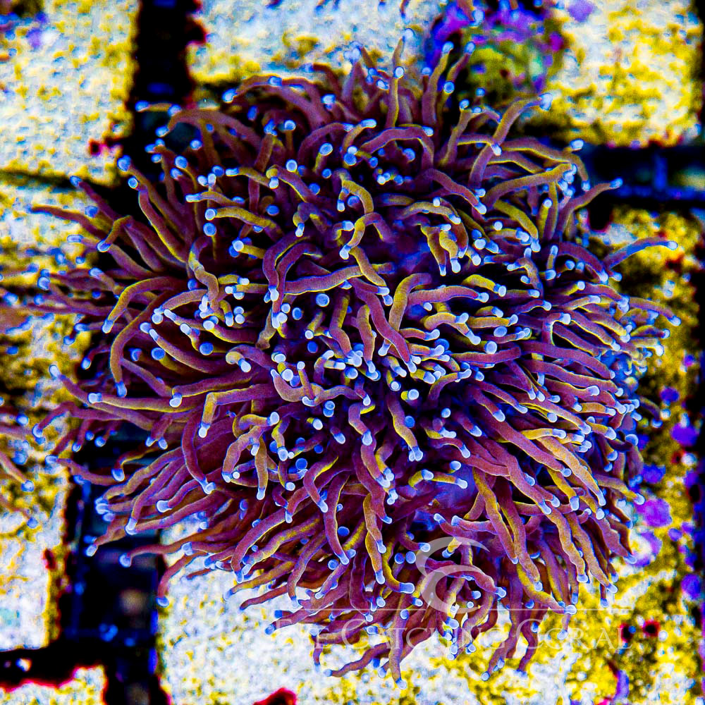 ECC Triptic Torch Frag