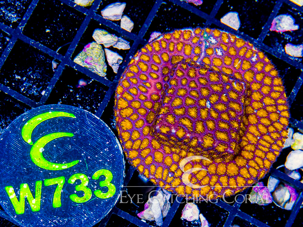 Aussie Leptastrea Orange XS - Disc W733