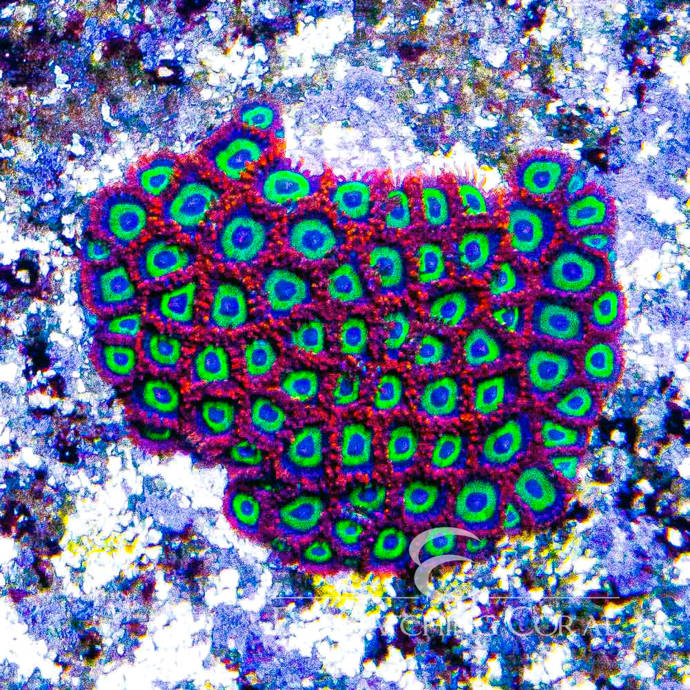 ECC Hibiscus on Fire Zoanthid Frag (4+Polyp Average)