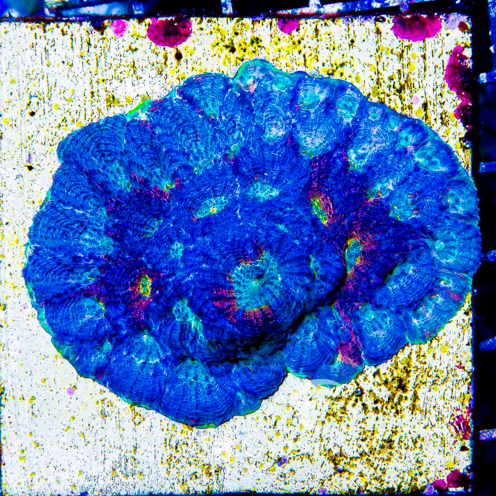 ECC Oil Slick Echinata Frag