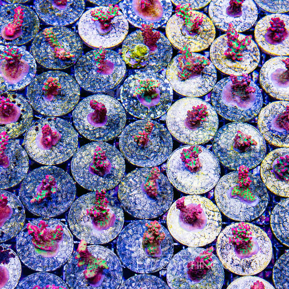 Strawberry Shortcake Acropora Frag