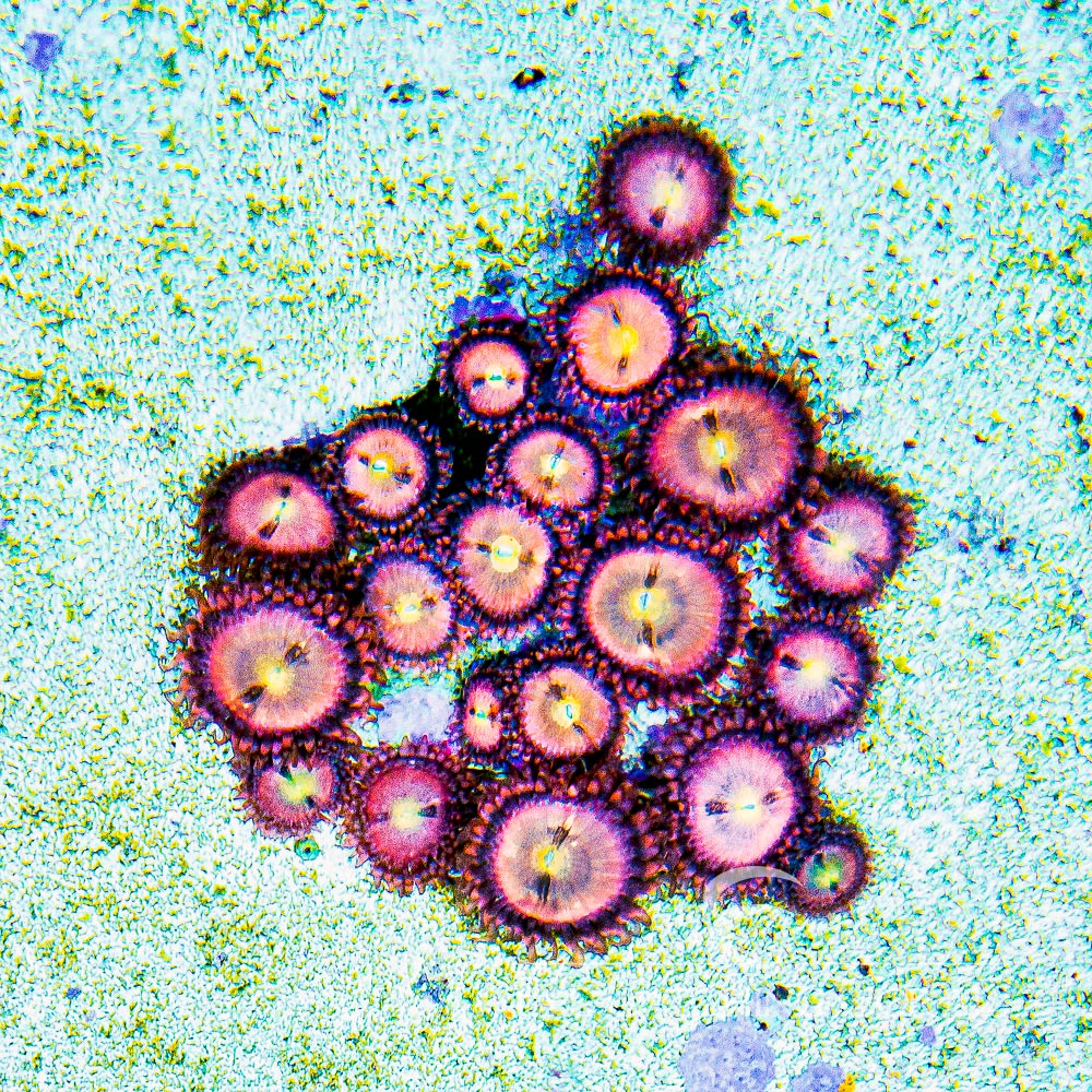 WWC Halle Berry Palythoa Frag (4+ Polyp Average)