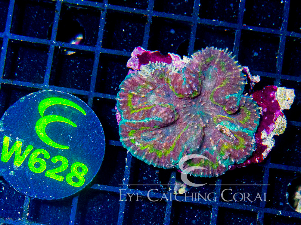 Indo Lobophyllia or Symphyllia S - Disc W628