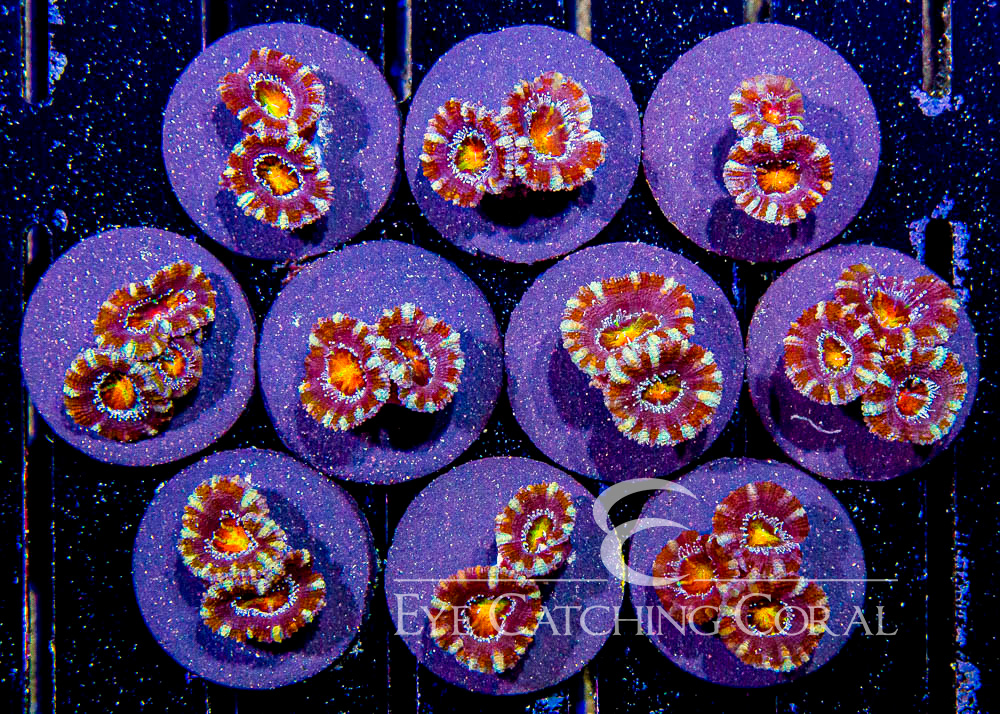 ECC Mind Flayer Acan Lord Frag